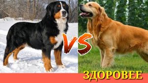 #Бернский зенненхунд против Золотистого ретривера// Animals Battle//