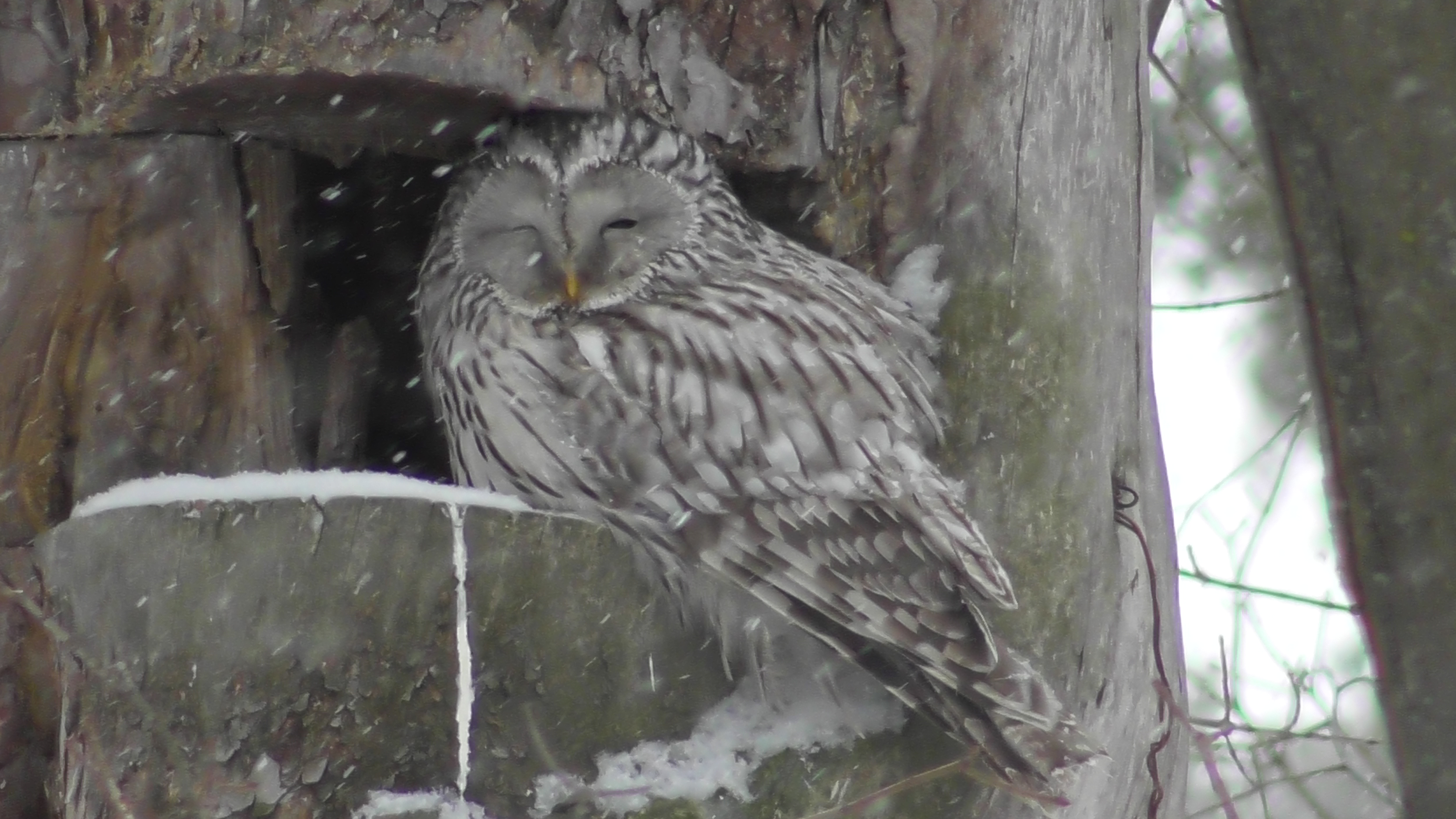 Сова. Длиннохвостая неясыть отдыхает  ( Strix uralensis )