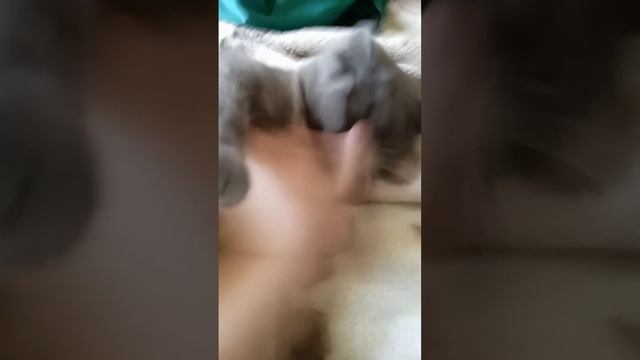 Что происходит с кошкой во сне