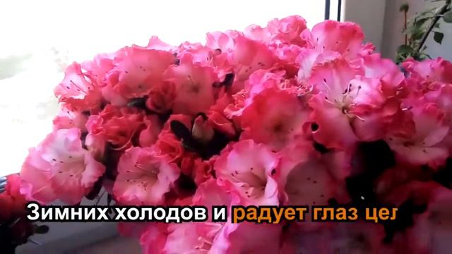 5 красивейших цветов, которые можно вырастить на подоконнике смотреть онлайн