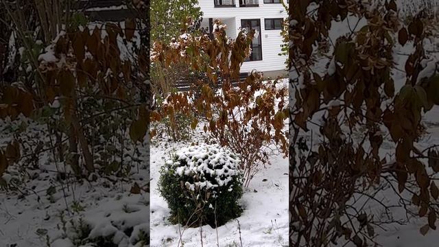 Мой сад готовится к зиме розы и гортензии.#розы #гортензии смотреть онлайн