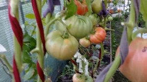 Томат Царь колокол