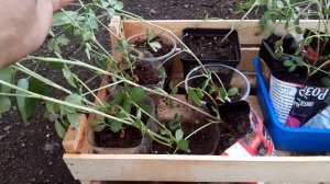 Высадка арахиса в открытый грунт на Урале!