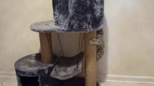 Играют/Король-Бес