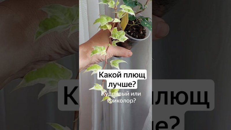 Какой плющ (хедера) лучше? Кудрявый или триколор?