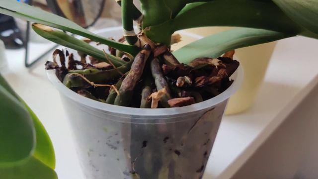 How to care Phalaenopsis Orchids plant смотреть онлайн