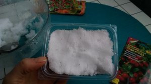 #Брусника и #морошка из семян. Посадка семян и  стратификация. Выращивание ягод из семян.