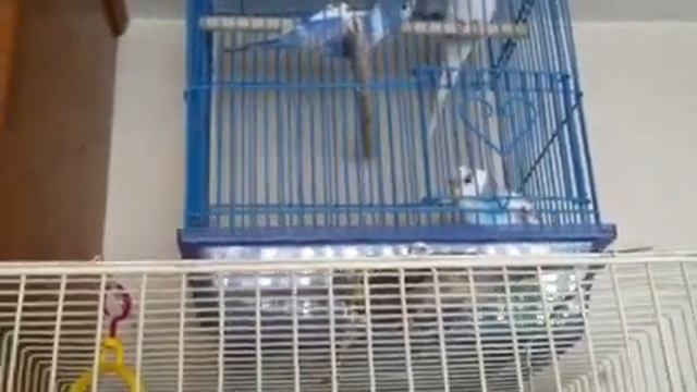 Parakeet escaping from her cage. смотреть онлайн