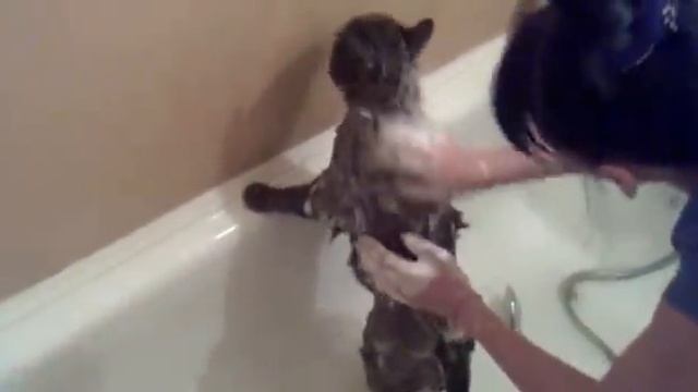 Как купать кота. смотреть онлайн