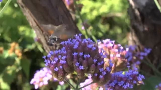 Лилия Гаврилова, воспитатель Школы № 2083. Бабочки разные, но такие прекрасные смотреть онлайн