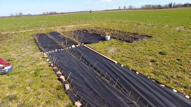 Продолжаем посадку будущей плантации сортовой ивы смотреть онлайн