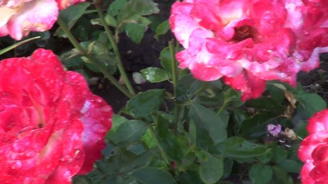 Varieties of roses (private collection).  1          Сорти троянд ( Приватна колекція)