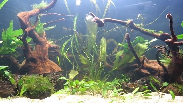 ч.2 Диатомовые водоросли при запуске аквариума