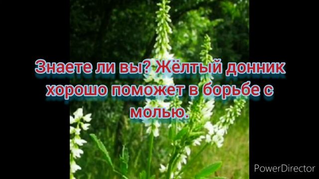 Донник - как медонос и не только... смотреть онлайн