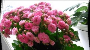 Как поливать каланхоэ