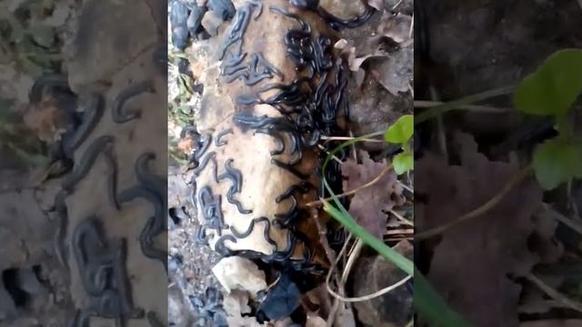 Ужасные чёрные гусеницы кивсяки! Awful black caterpillar!