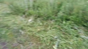 Самодельный мини трактор косит роторной косилкой "Заря"