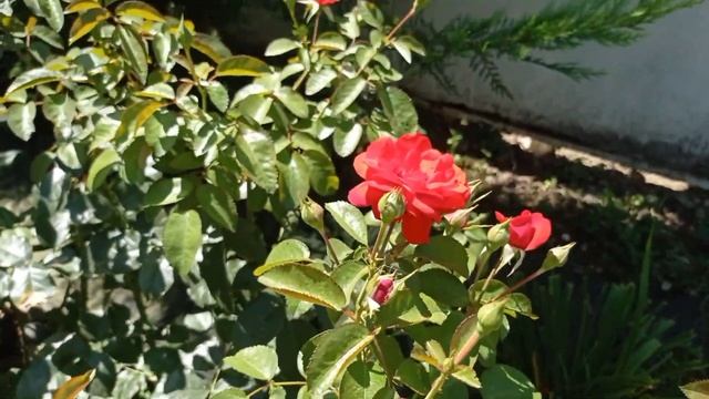 Второе цветение роз. 1 августа 2023 года. смотреть онлайн