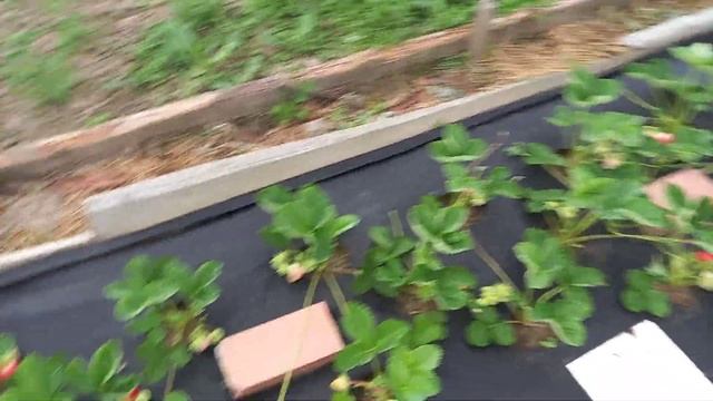 Новинки ранней клубники на нашем участке. смотреть онлайн