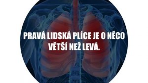 10 Zajímavostí ze světa lidí, zvířat a přírody, které musíte znát