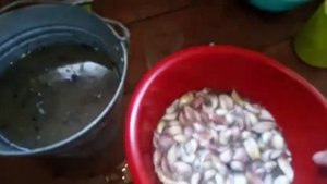 Эффективный способ обработки чеснока и лука перед посадкой.