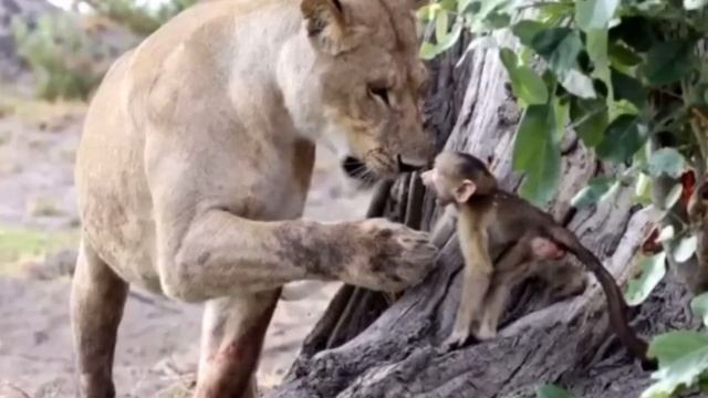 Львица схватила обезьяну с маленьким детёнышем, то что произошло дальше просто невероятно... смотреть онлайн