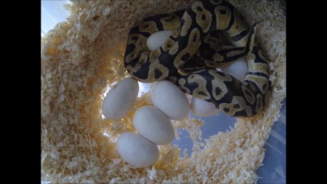 GoPro Hero3: Ball Python Time Lapse laying eggs смотреть онлайн