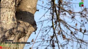 Лехамаш. Хаза нохчийн иллеш (7)