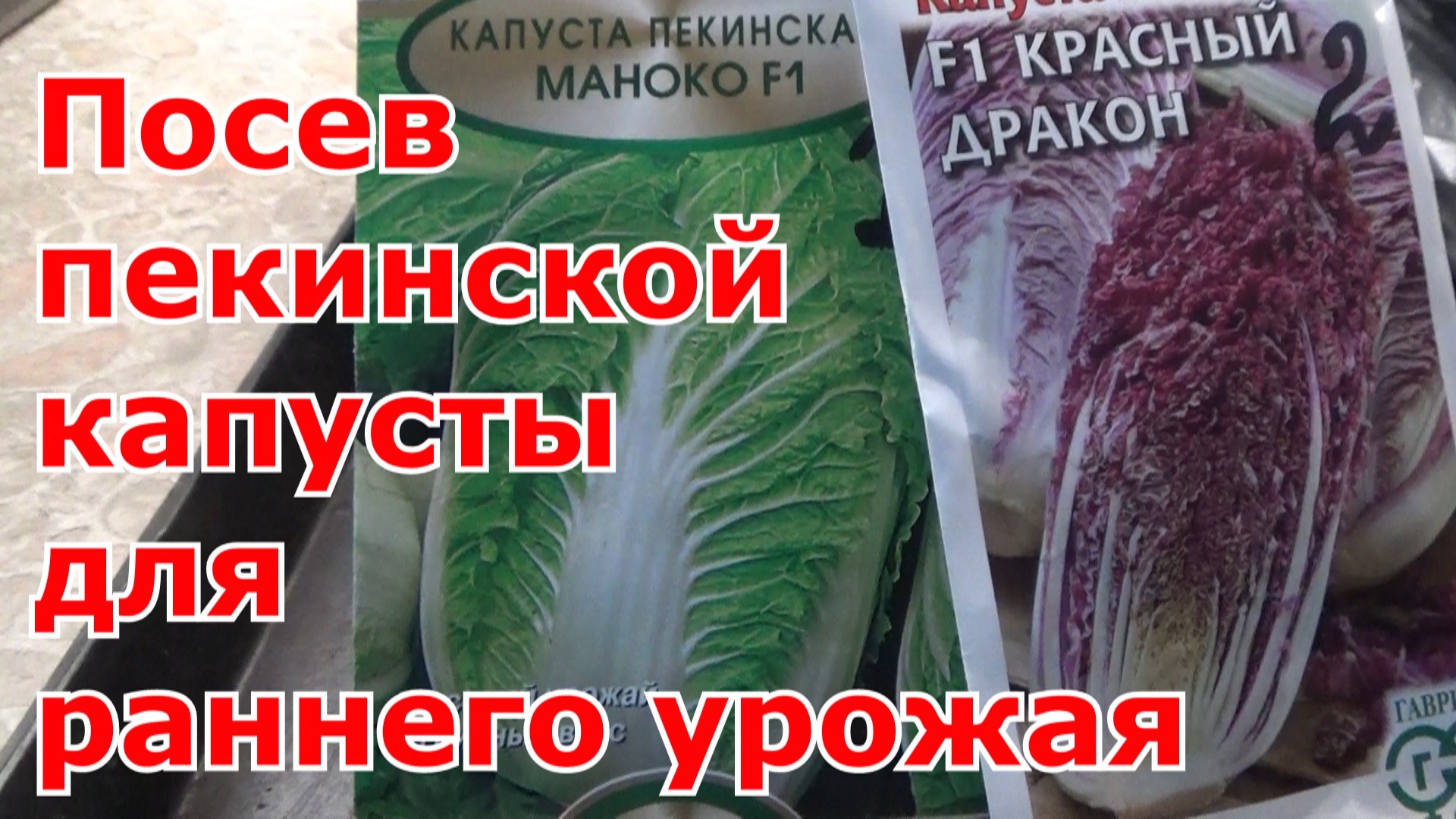 Посев пекинской капусты для раннего урожая. Выращивание пекинской капусты через рассаду в теплице