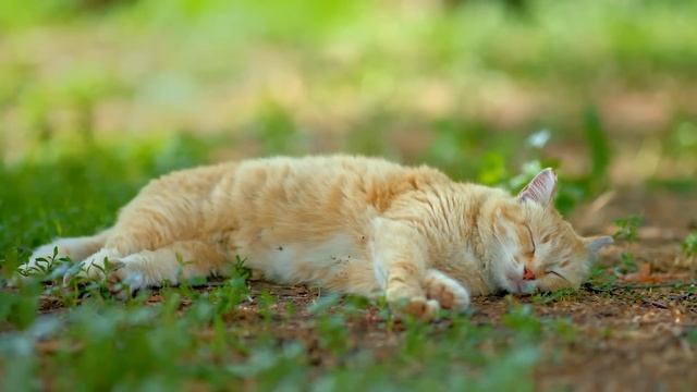 12 hour of Relaxing Music for Cats - Soothe your Cat with Music смотреть онлайн