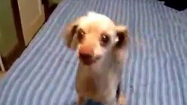 ))))))))) ПУДЕЛЬ ПРИКОЛ смотреть онлайн