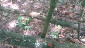 Грибы иудино ухо. Сбор и приготовление.