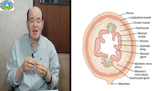 Physiology/Digestive system/Lecture 1/Nervous Control of GIT functions смотреть онлайн
