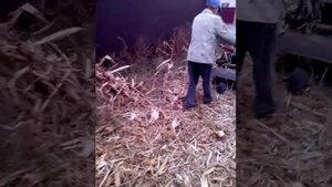 Мульчер для  кукурузы на мотоблок.