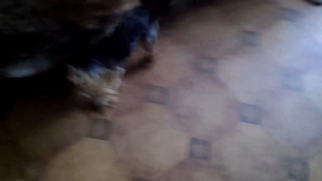 Йоркширский терьер лает через игрушку)) смотреть онлайн