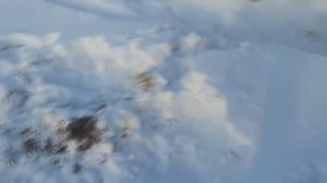 В Алтайском селе обнаружена Чупакабра жесть смотреть всем