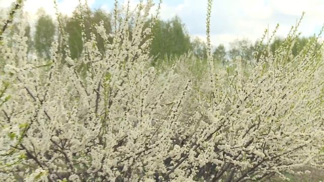 Программа "Наш Сад" №56 смотреть онлайн