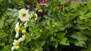 ЦВЕТУЛИ У ВИКУЛИ,георгина и томаты из АЛИЭКСПРЕССа, ОБЗОР ЦВЕТНИКОВ 22.8, и немного огорода