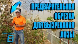 ПРЕДВАРИТЕЛЬНАЯ ОБРЕЗКА ВИНОГРАДА ОСЕНЬЮ. ВЫЗРЕВАНИЕ ЛОЗЫ. ВЫРАЩИВАНИЕ ВИНОГРАДА В ТЕПЛИЦЕ