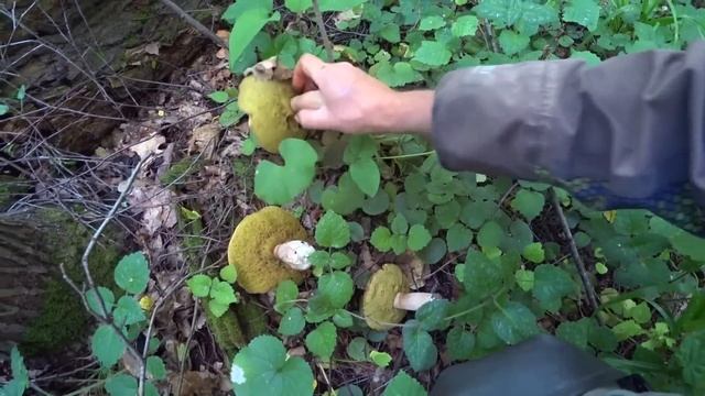 УЖАС! БЕЛЫЕ ГРИБЫ ОКРУЖИЛИ НАС! ОГРОМНЫЕ ПОЛЯНЫ в ИЮЛЕ! Лисичка ПОВСЮДУ! Дубовики ПРУТ! ГРИБЫ 2023!