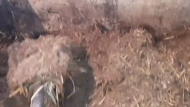 Глубокая подстилка для свиней