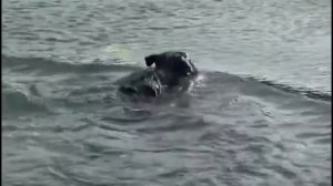 Русский чёрный терьер Собака Сталина, все породы собак, 101 dogs  Введение в с