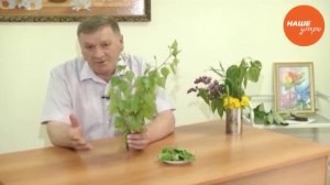 полезные свойства березы