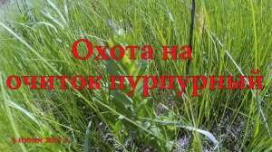 Охота на очиток пурпурный 5 июня 2017