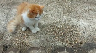 Молодой рыжий деревенский кот 4