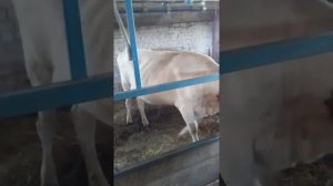 Лишай у крс лечение