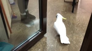 Какаду Кирюня наказывает девочку которая берёт его фрукты