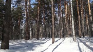 Прогулка, бор.