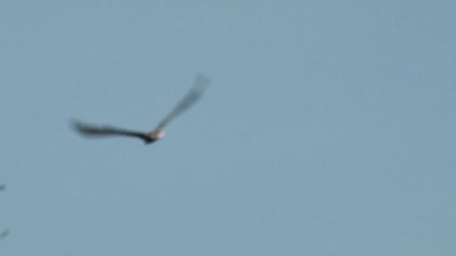 Семь дней на Волге в окрестностях Саратова.mp4 смотреть онлайн