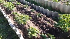 Картофель. Мульчировать или окучивать. Продолжение эксперимента...